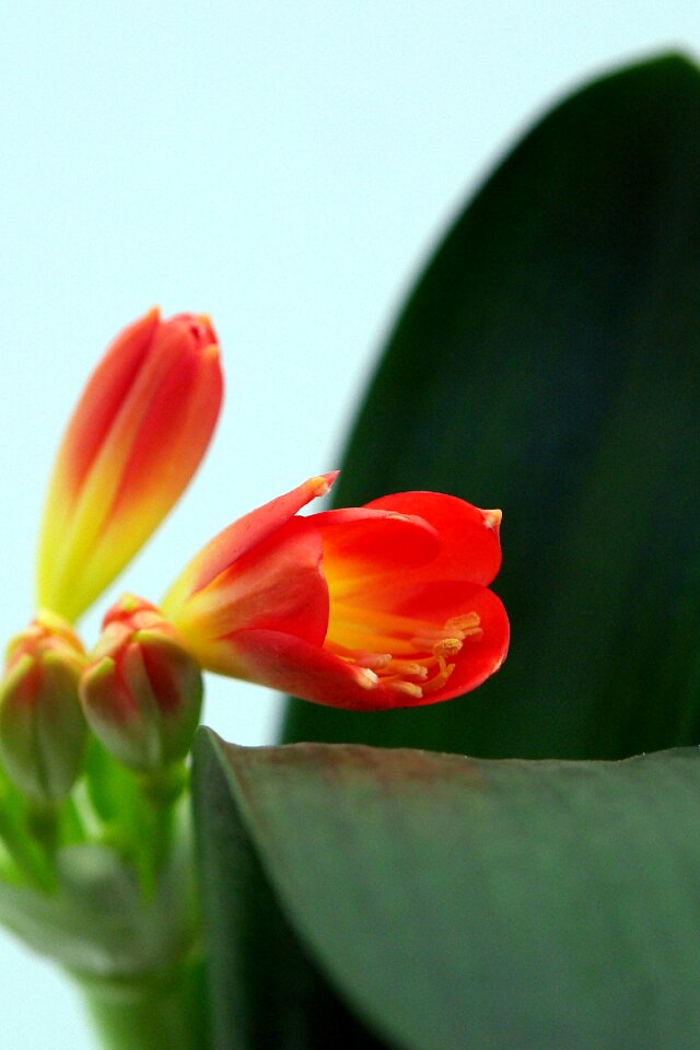 Clivia miniata belt sheet klivie