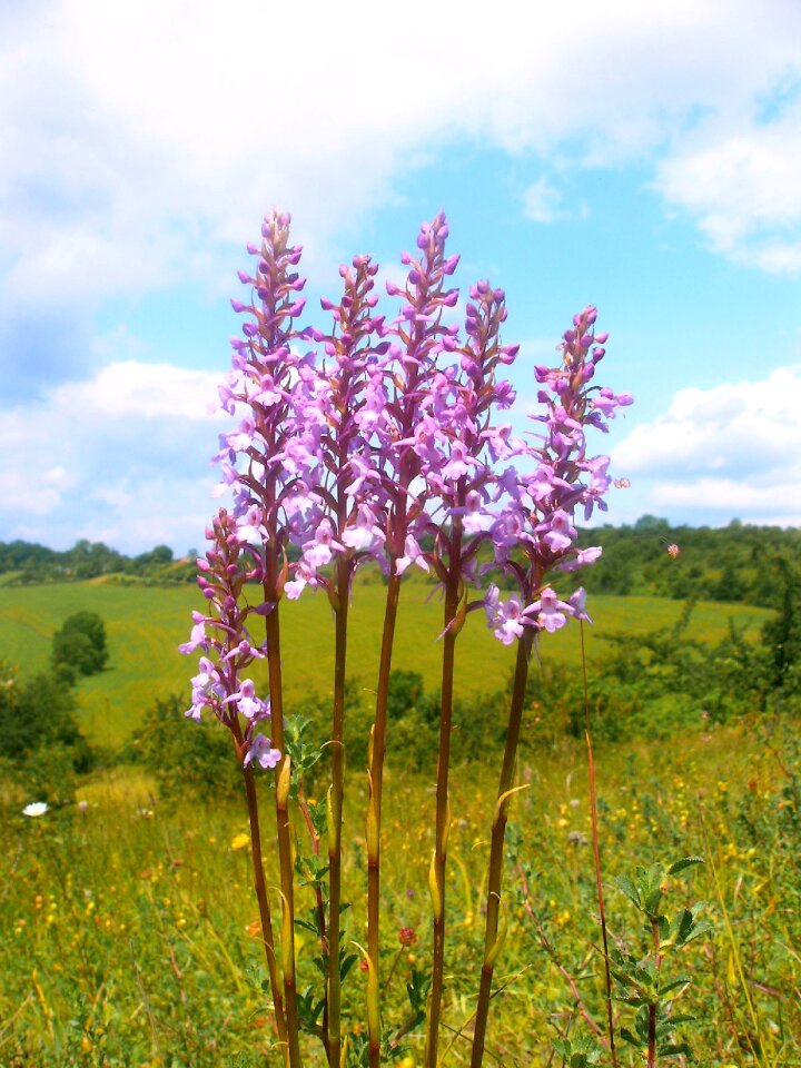 Plant flower flora