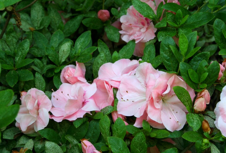 Bunch pink spring