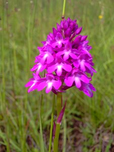 Blossom bloom purple