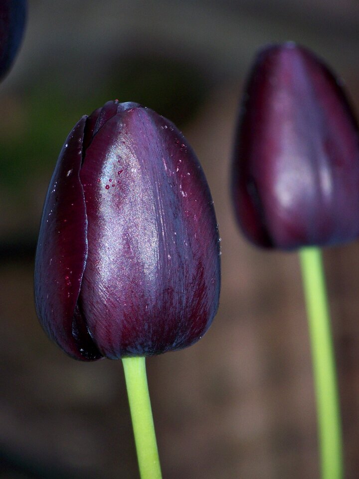 Two nature spring
