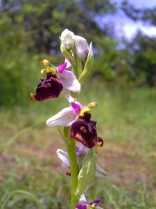 Flower wild flora