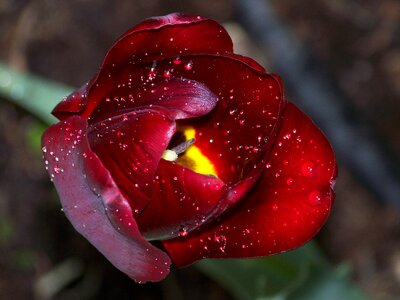 Black tulip red