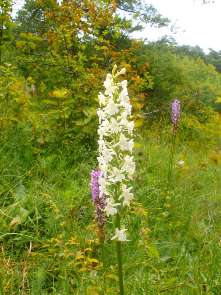 Mückenwurz albino german orchid rarely