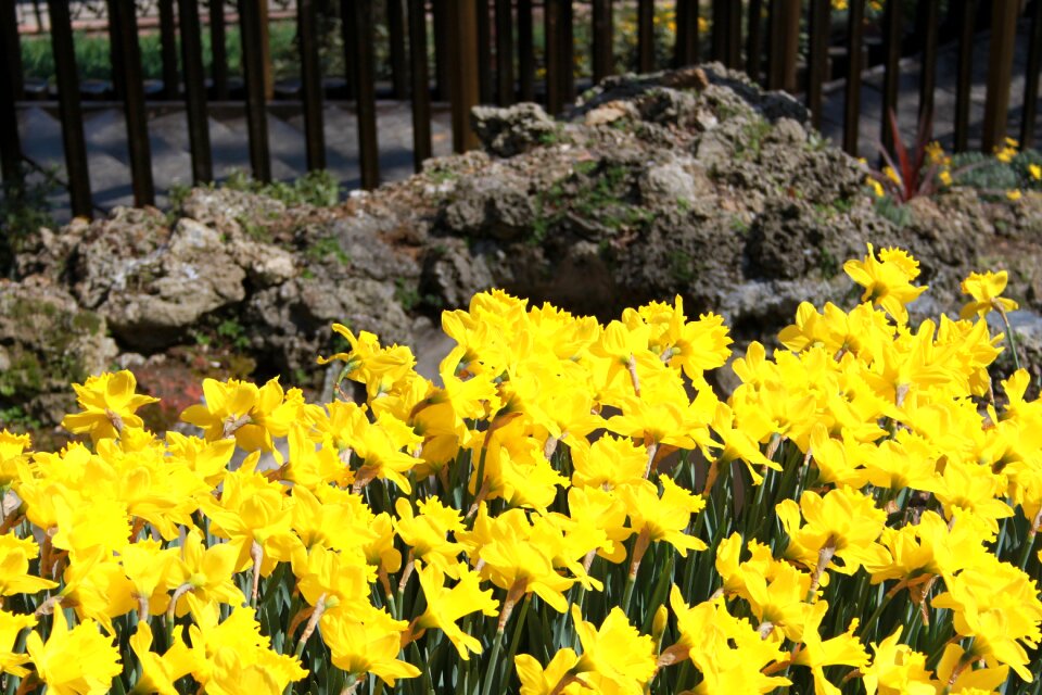 Yellow spring landscape