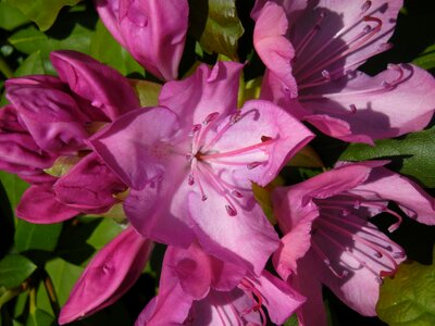 Pink flower spring photo