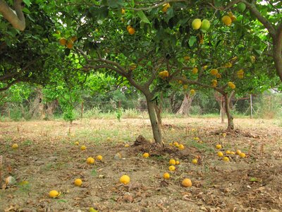 Citrus fruit corfu greece