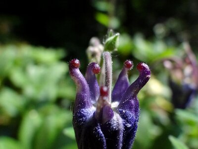 Purple stamp nature