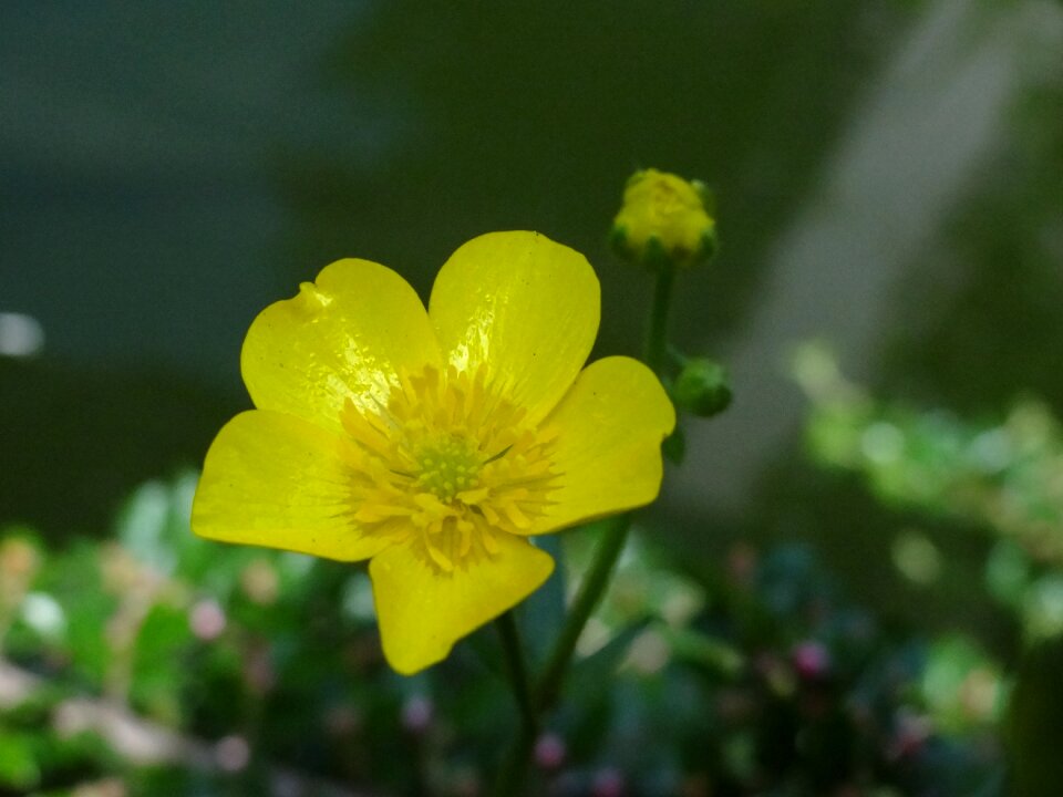 Pond pond plant yellow