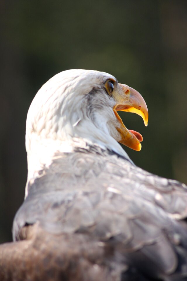 Adler close up beautiful