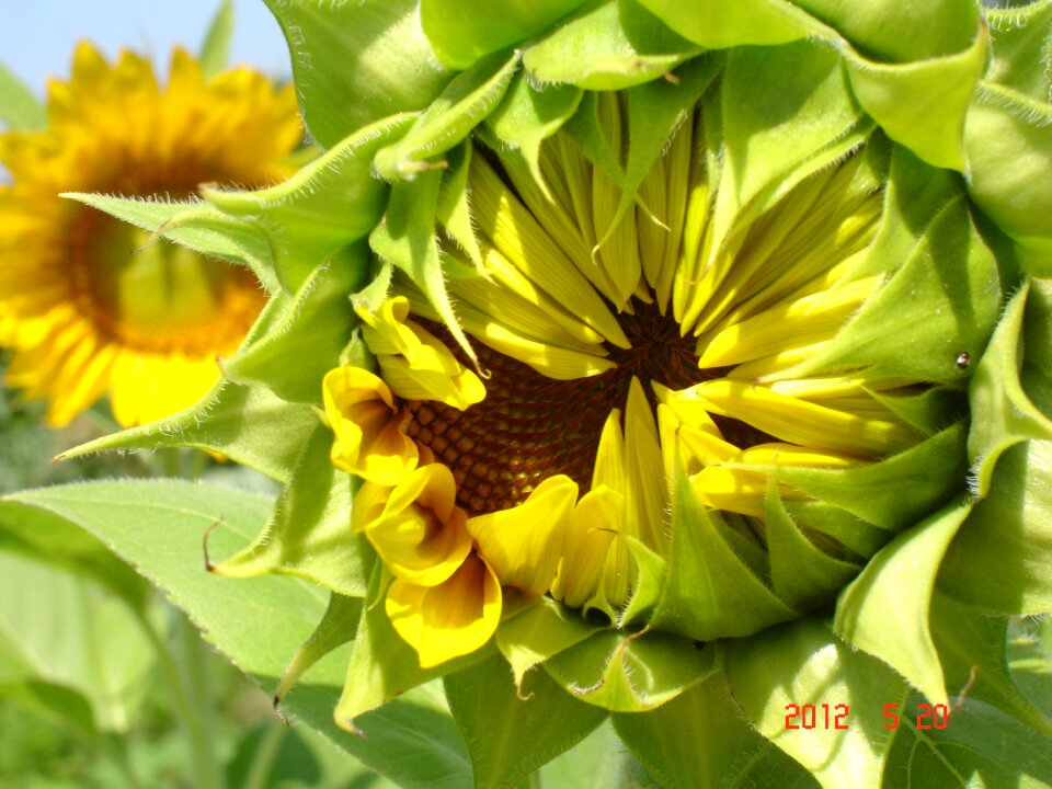 Seeds sunflower seeds organic sunflower seeds