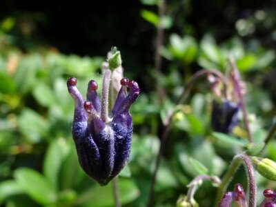 Garden violet nature