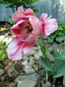 Garden bulb pink