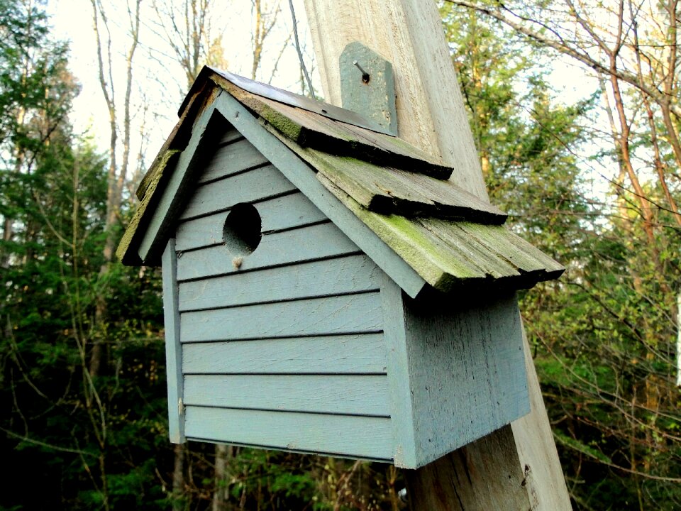 Birds homemade wooden