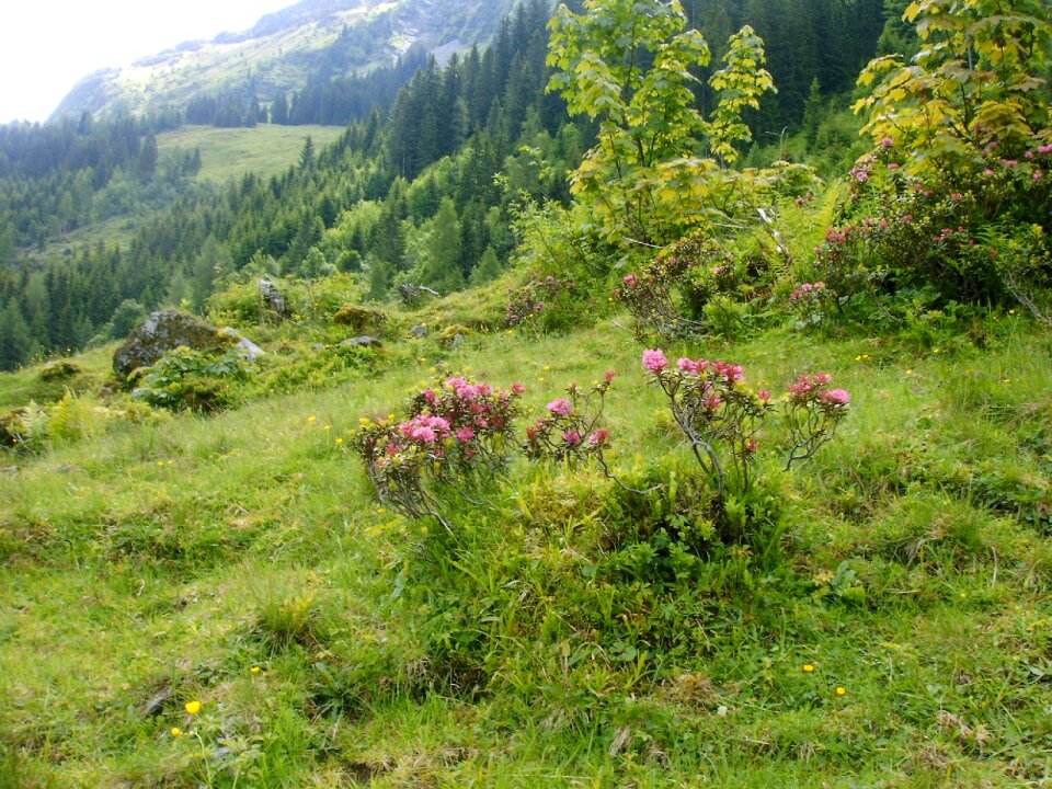 Rhododendron flowers alpine walk nature reserve