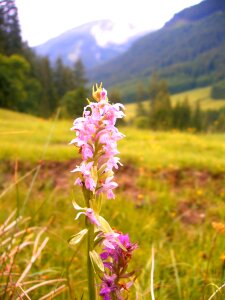 Nature mountain hiking flora