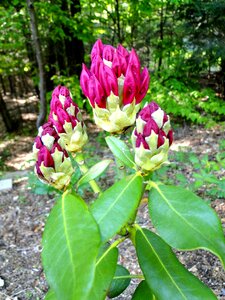Flowers flowering shrub