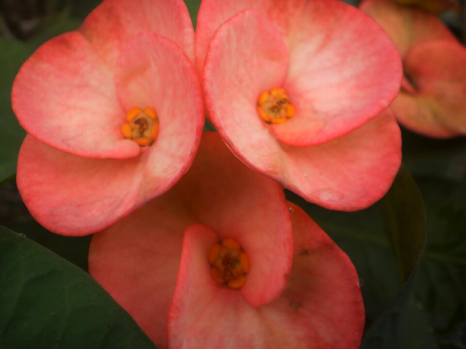 Colorful flowers bright colors flower outdoor