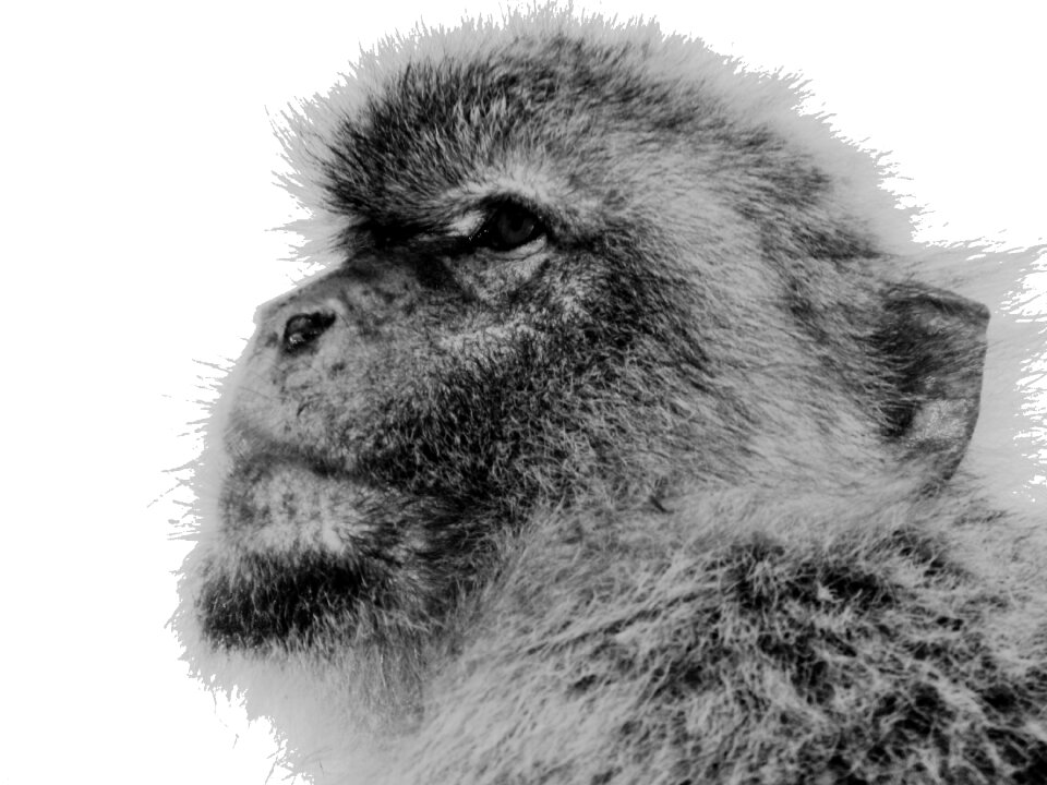 Barbary ape animal gibraltar
