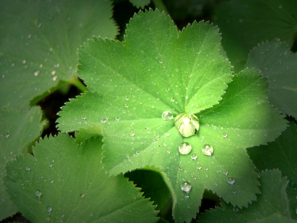 Plant nature raindrop