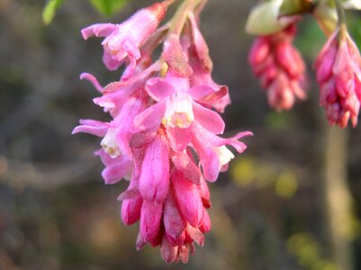 Hanging flower flower tree plant photo