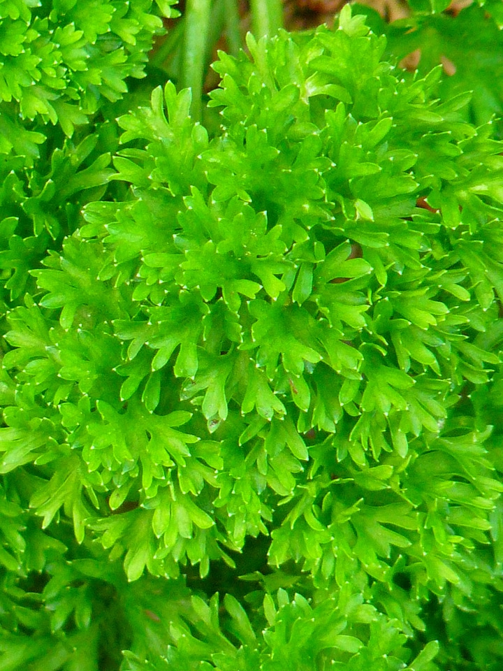 Herb garden herbs beterli