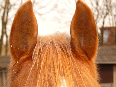 Animal fur lpony