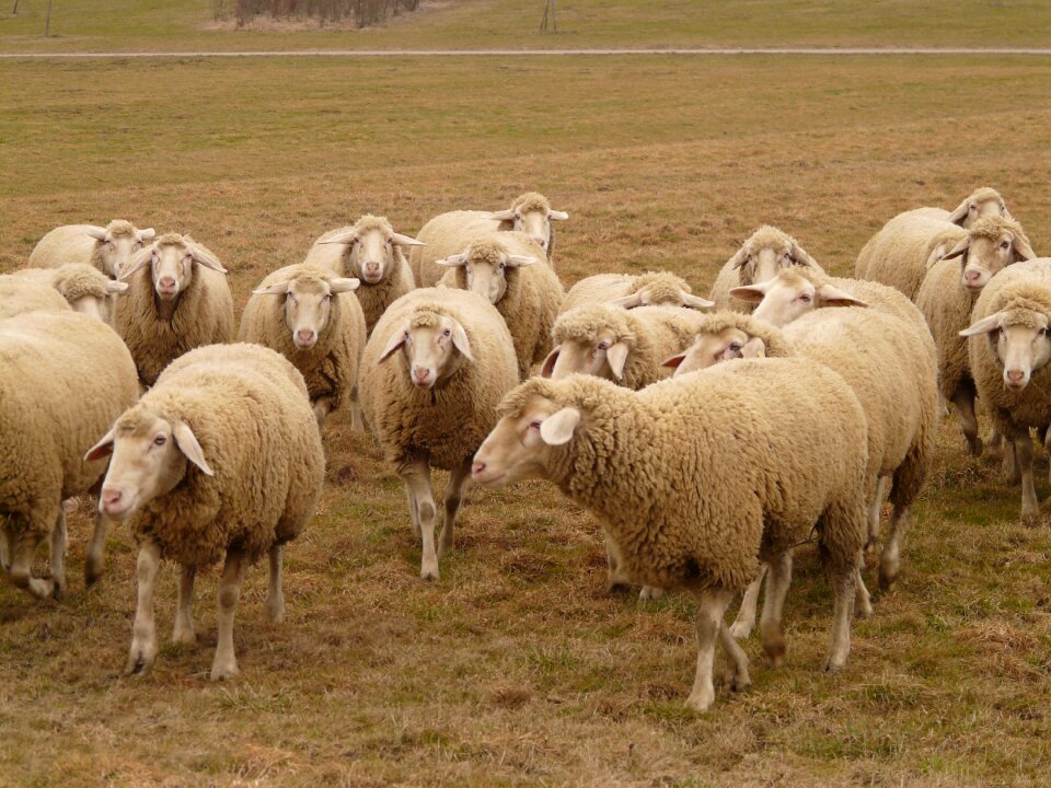 Herd animal pasture animals