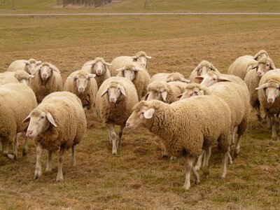 Herd animal pasture animals photo