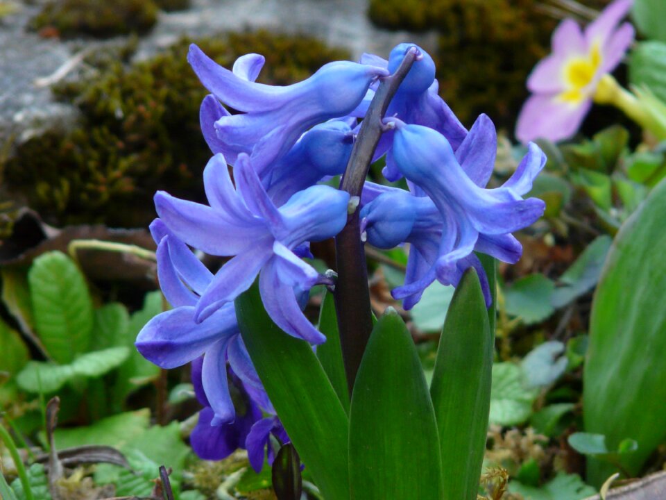 Hyacinthus asparagus plant asparagaceae