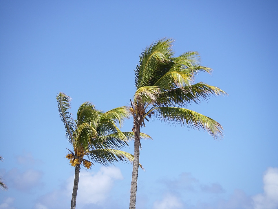 Palm trees beach mauritius photo