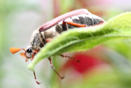 Animals nature beetle