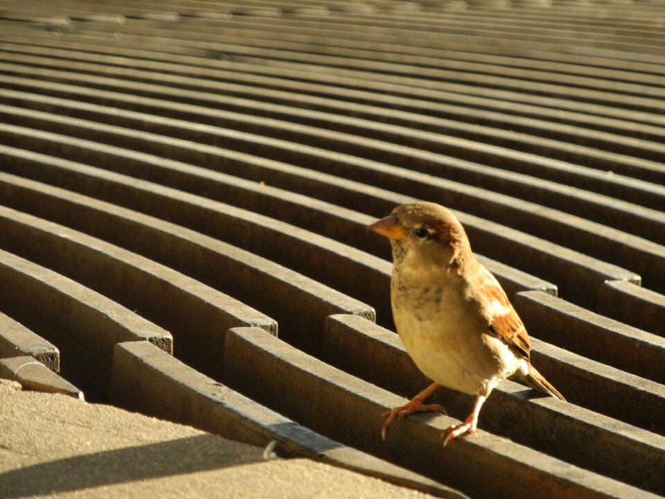 Sparrow bird plumage