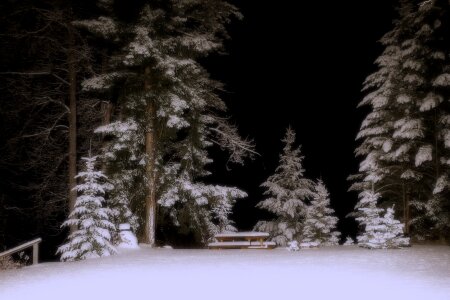 Cold trees night