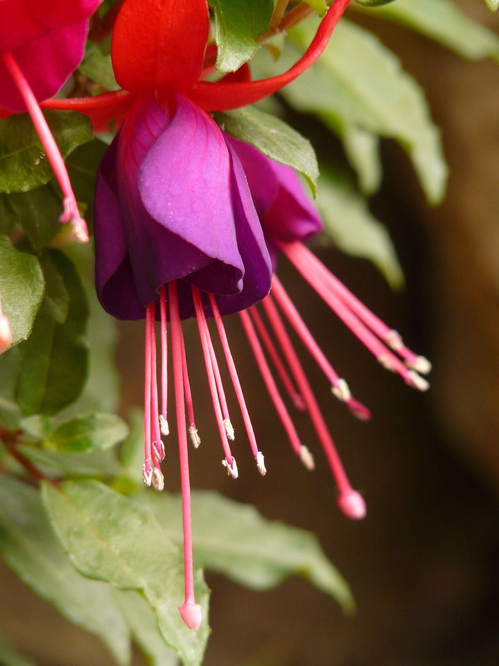 Container plant balcony plant sepals