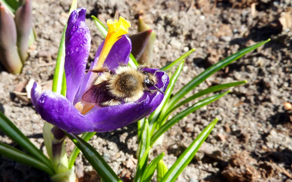 Purple insect bumble