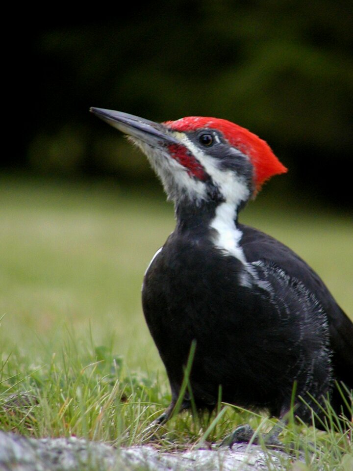 Animal wild life canada photo