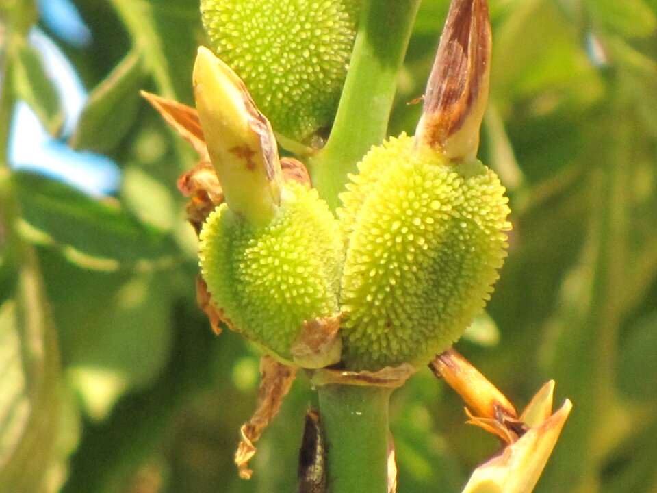 Macro nature green