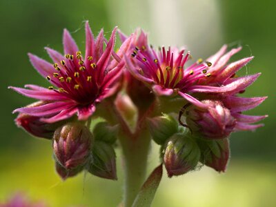 Nature purple macro