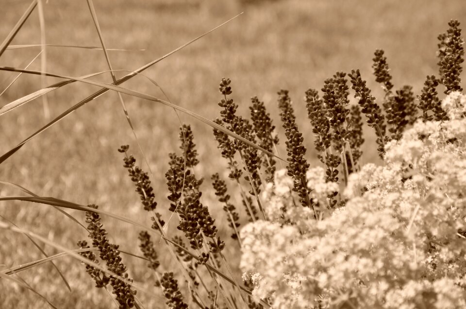 Lavender sepia flowers photo