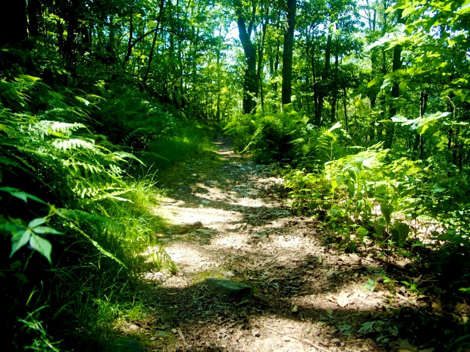 Path walkway nature