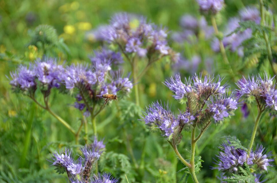 Summer bee blue