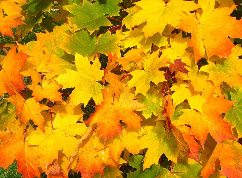 Colorful yellow orange