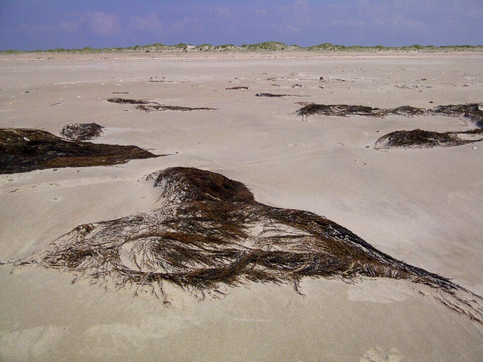 North sea tang beach