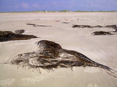 North sea tang beach