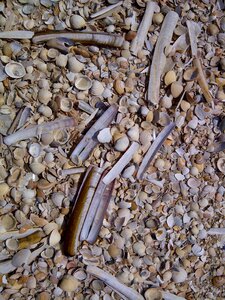 Mussels vacations beach