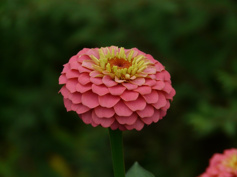 Color zinnia violacea zinnia elegans