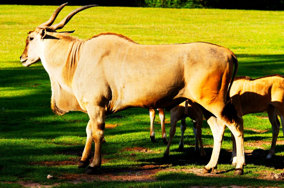 Antelope animals nature