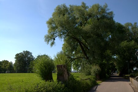 Tree meadow nature