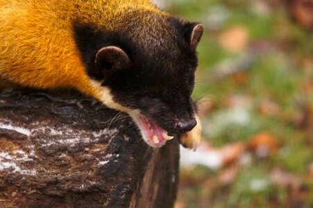 Marten animals nature